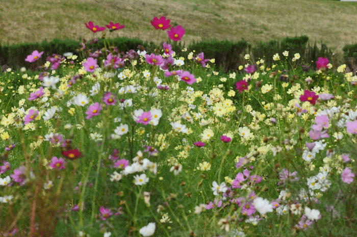 名残りのお花見　＜秋桜＞_e0248688_18291846.gif