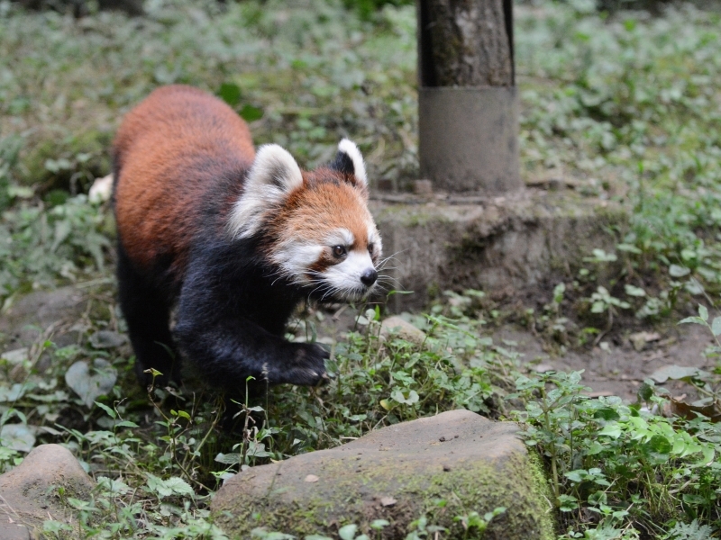 小さなレッサーパンダ_a0164204_08150113.jpg