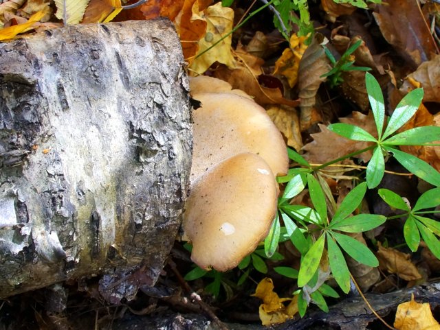 a0345007_20232646.jpg