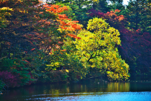 軽井沢　雲場池の紅葉2_a0263109_19215614.jpg