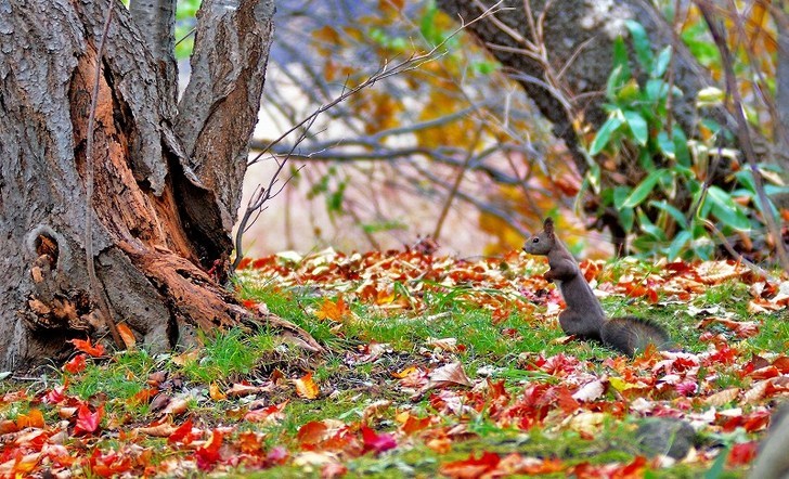 北の森は紅葉_d0098721_20313763.jpg