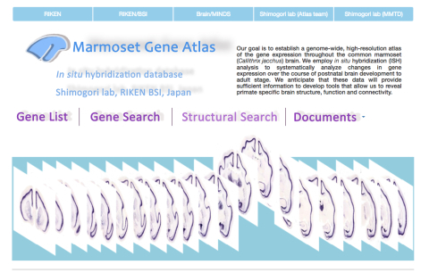 研究ビッグデータのオープンソース化：RIKEN BSIマーモセット脳アトラス_d0028322_11093968.jpg