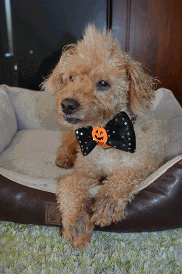 c0136736_18280856.gif
