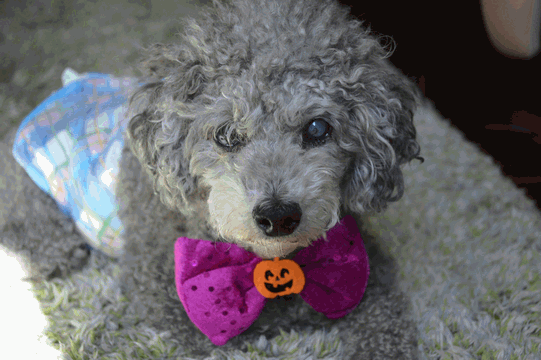 c0136736_18283536.gif