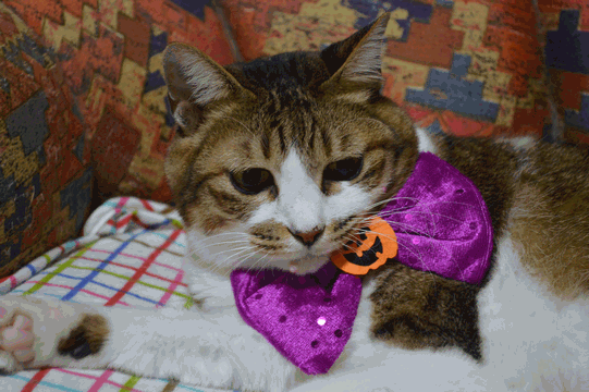 c0136736_18314708.gif