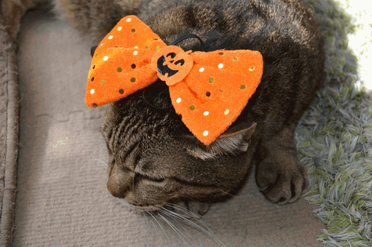c0136736_18324303.gif