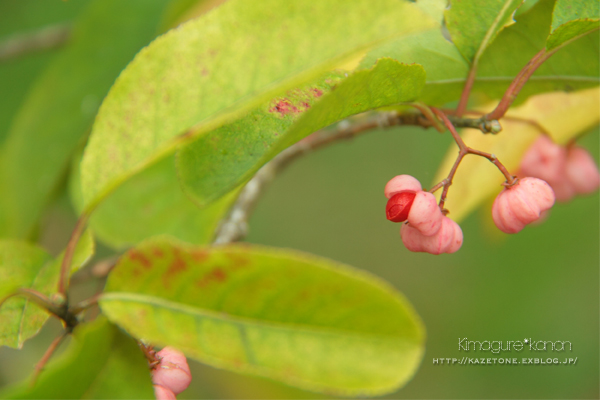 県北さんぽ②**県森、秋の道_b0197639_223536.jpg