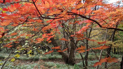 山仲間の100名山完登を祝う 美ヶ原_c0218841_12441885.jpg