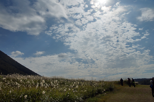 花火のFlower & Nordic Walking 161025②_f0214649_21142290.jpg