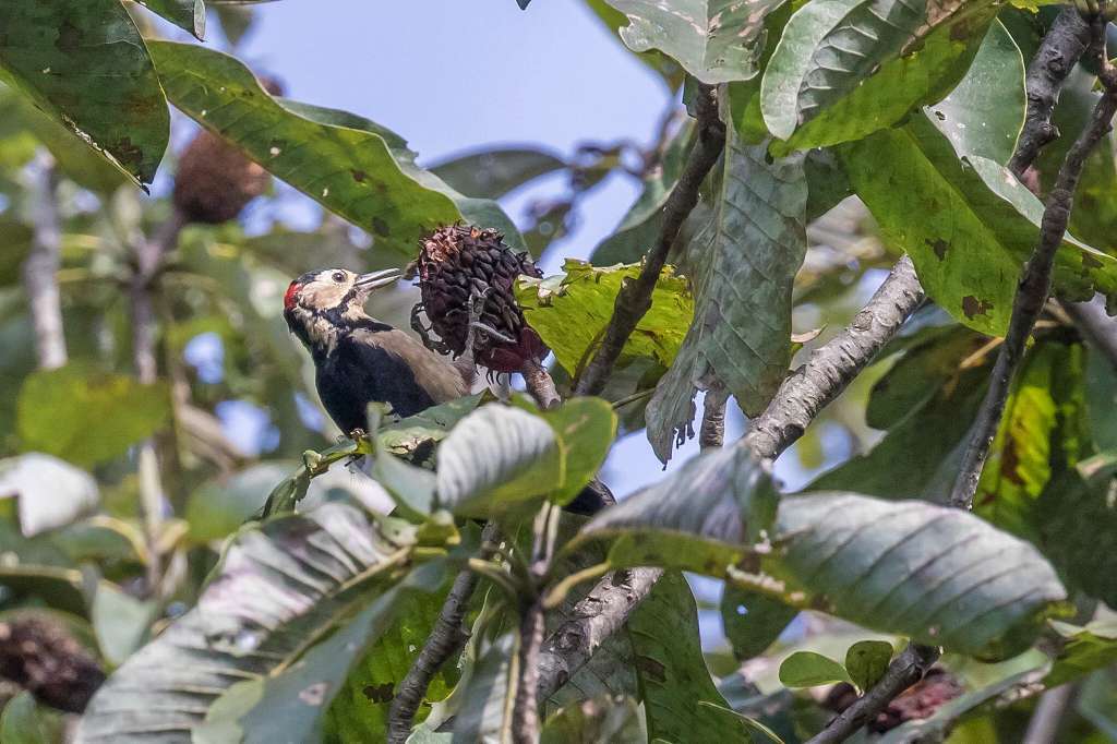 ホウノキの実を食べにくるアカゲラ_f0044056_07313406.jpg