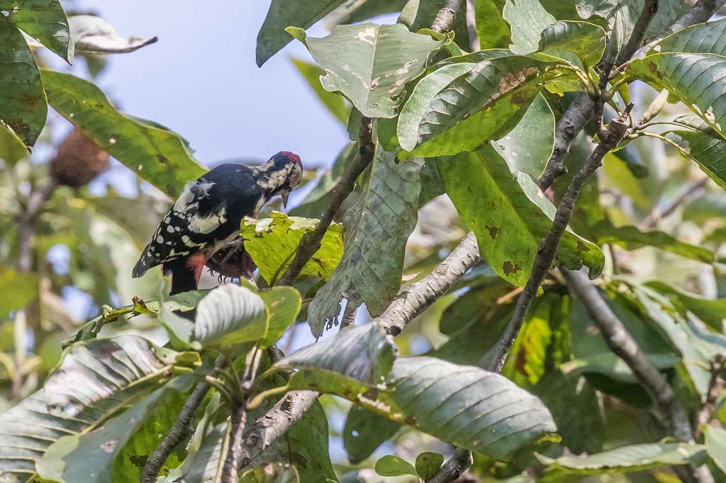 ホウノキの実を食べにくるアカゲラ_f0044056_07324540.jpg