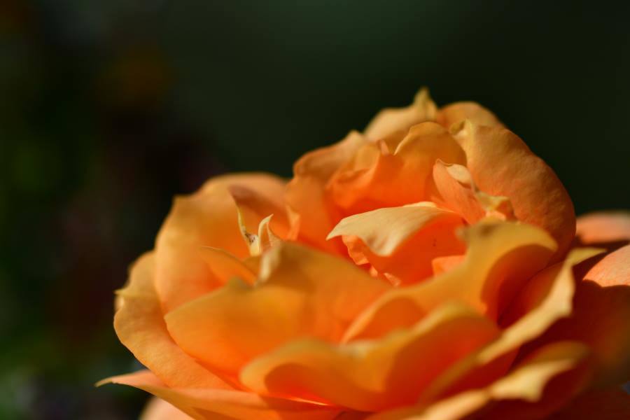 島田市ばらの丘公園　　D500 ＆  Tamron SP 90mm F/2.8 Di MACRO VC USD 編_b0346568_17571335.jpg