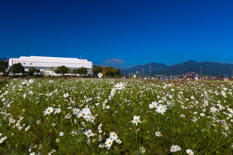 亀岡夢コスモス園_e0051888_450171.jpg