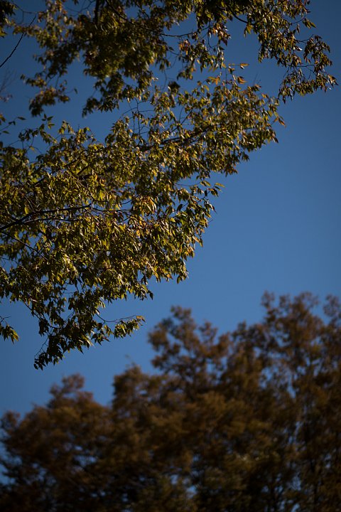 晩秋の準備に入った公園_d0353489_2012164.jpg