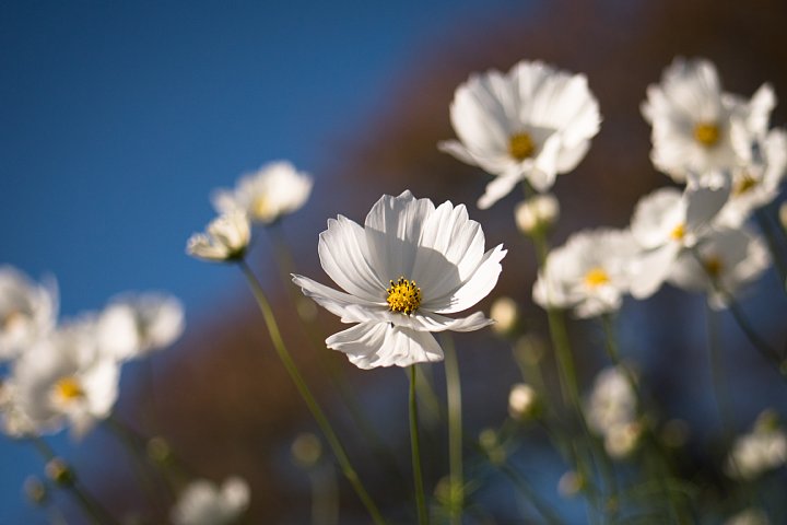 晩秋の準備に入った公園_d0353489_20123715.jpg