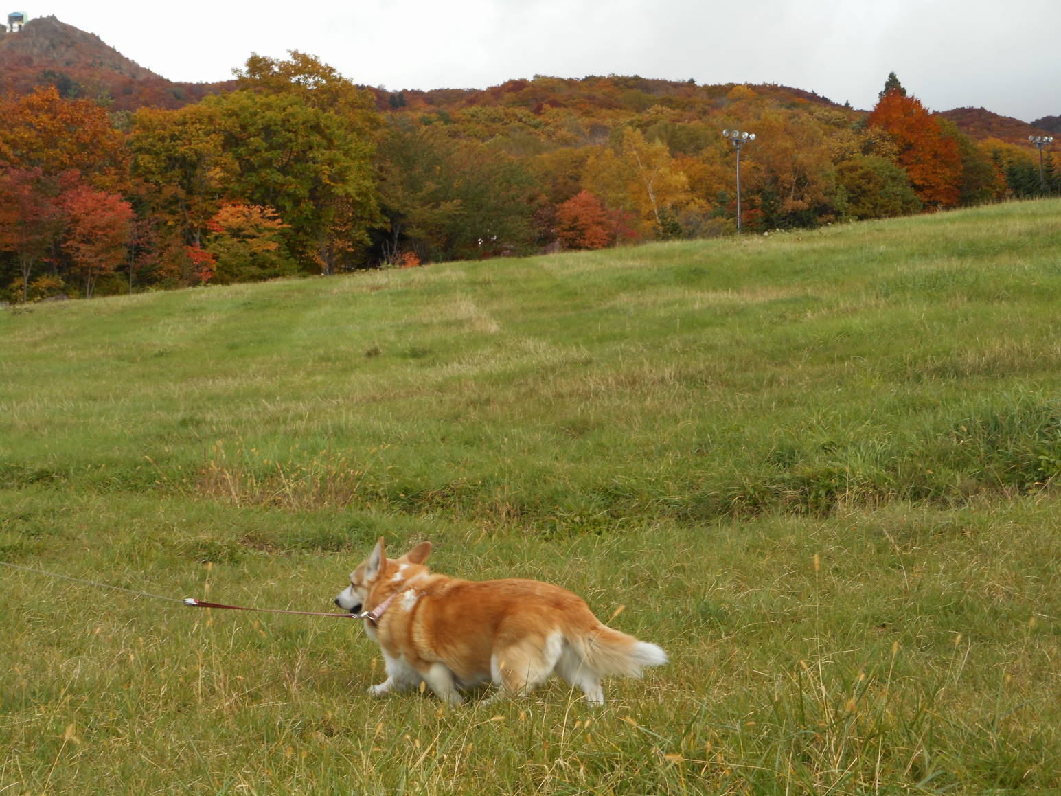 山形蔵王の紅葉だ_f0075595_20150198.jpg