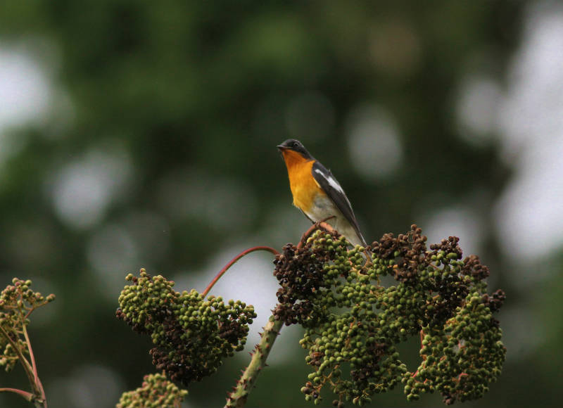 ムギマキ雄成鳥_b0223198_20015135.jpg