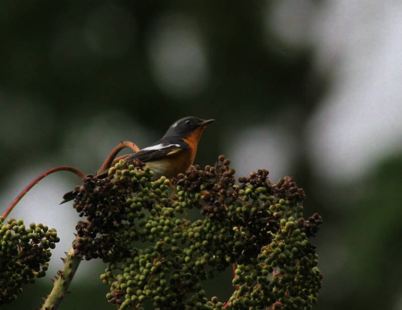 ムギマキ雄成鳥_b0223198_20020505.jpg