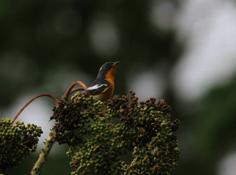 ムギマキ雄成鳥_b0223198_20021044.jpg