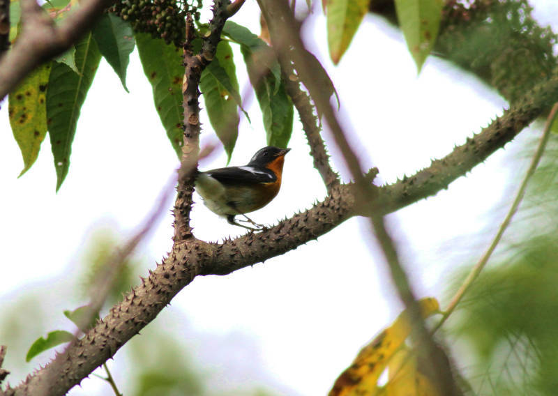 ムギマキ雄成鳥_b0223198_20022195.jpg