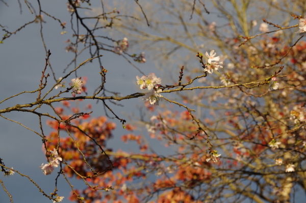 十月桜の散歩道_b0356401_20345386.jpg