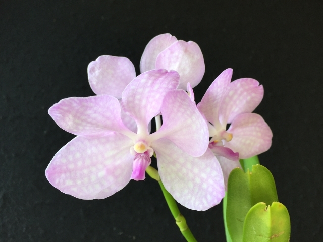 V.coerulea Pink　（バンダ・セルレア）」_d0007501_21110432.jpg