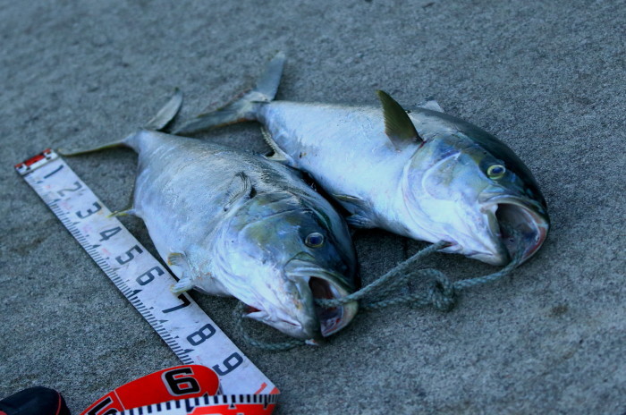 舳倉島２０１６：秋探鳥散策（まとめ）_c0319902_09320113.jpg