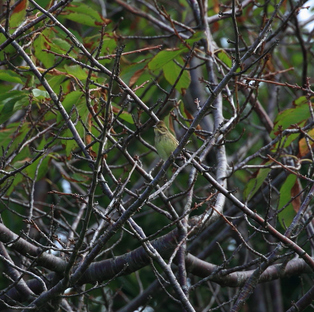 舳倉島２０１６：秋探鳥散策（まとめ）_c0319902_09322315.jpg