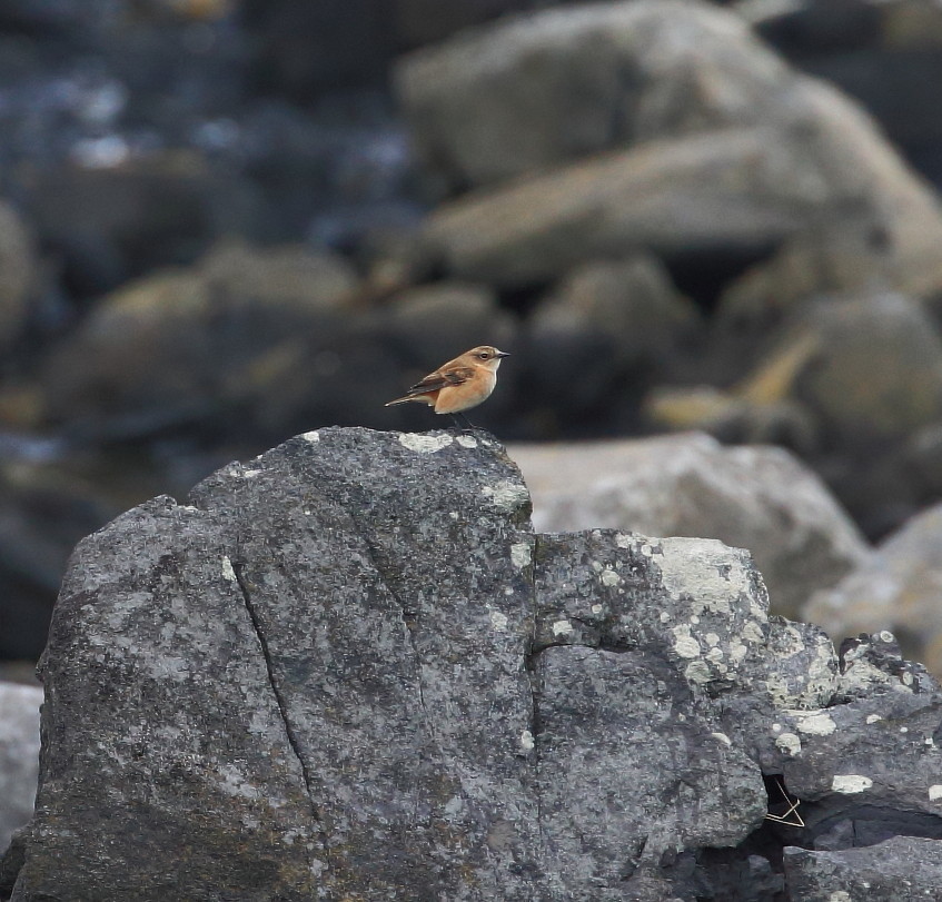 舳倉島２０１６：秋探鳥散策（まとめ）_c0319902_09363375.jpg