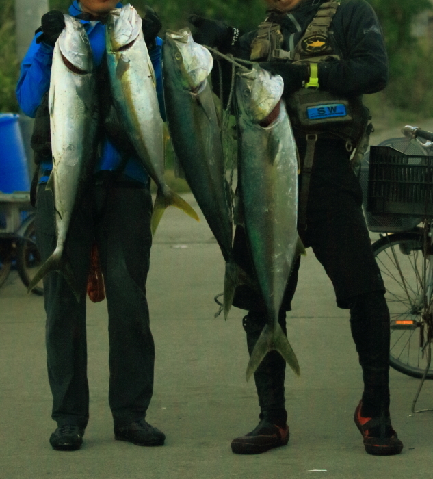 舳倉島２０１６：秋探鳥散策（まとめ）_c0319902_09370811.jpg