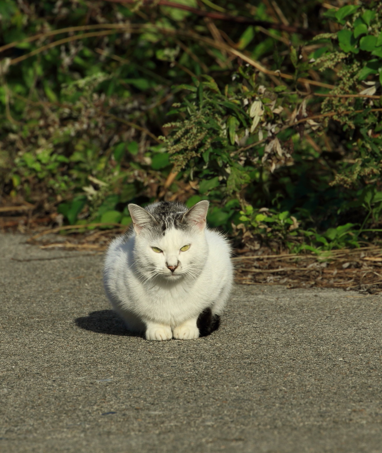 舳倉島２０１６：秋探鳥散策（まとめ）_c0319902_09405784.jpg