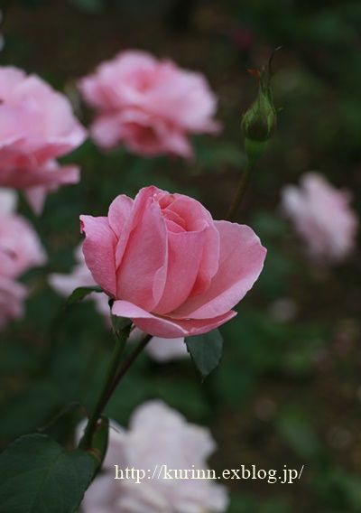 a0123003_2155381.jpg