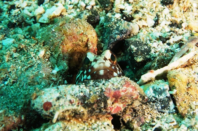 c0368903_21542799.jpg