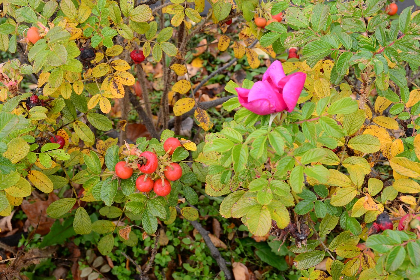 薄っすらと雪景色✮初冬近し✮2016.10.30_a0248508_1265025.jpg