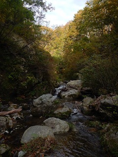 秋色を求めて、池ノ又谷から夜叉姫岳（1206m峰）_c0359615_21031767.jpg