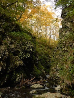 秋色を求めて、池ノ又谷から夜叉姫岳（1206m峰）_c0359615_21033805.jpg