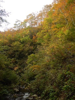 秋色を求めて、池ノ又谷から夜叉姫岳（1206m峰）_c0359615_21040886.jpg