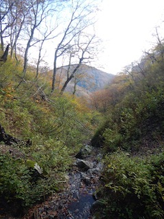 秋色を求めて、池ノ又谷から夜叉姫岳（1206m峰）_c0359615_21055811.jpg