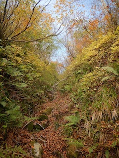 秋色を求めて、池ノ又谷から夜叉姫岳（1206m峰）_c0359615_21070388.jpg