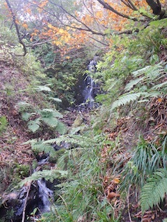 秋色を求めて、池ノ又谷から夜叉姫岳（1206m峰）_c0359615_21080686.jpg