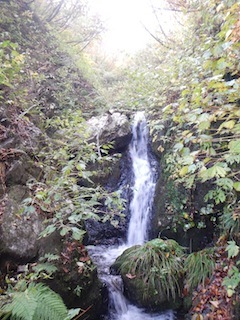 秋色を求めて、池ノ又谷から夜叉姫岳（1206m峰）_c0359615_21082341.jpg