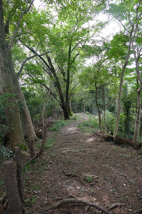 野生の猿と遭遇！飯山観音から順礼峠を目指す　その6_c0196928_18195658.jpg