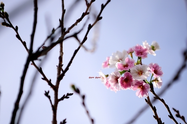 秋 de 桜_b0311736_21372497.jpg