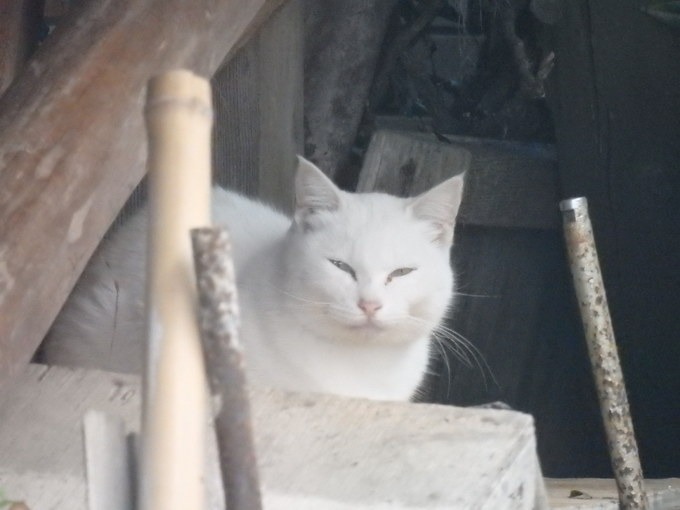 うさぎと猫に会いに行く_a0054240_2128275.jpg