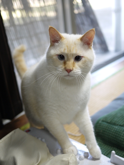 猫のお留守番 ミルクくん編。_a0143140_22381917.jpg