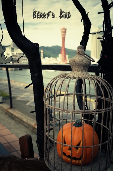 Halloween in Kobe - Berry's Bird