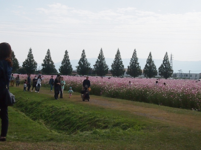 キリンビール福岡工場コスモス園へ_b0124456_227691.jpg