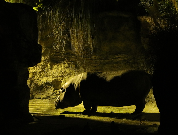 ナイトZOO  天王寺動物園_d0202264_2122924.jpg