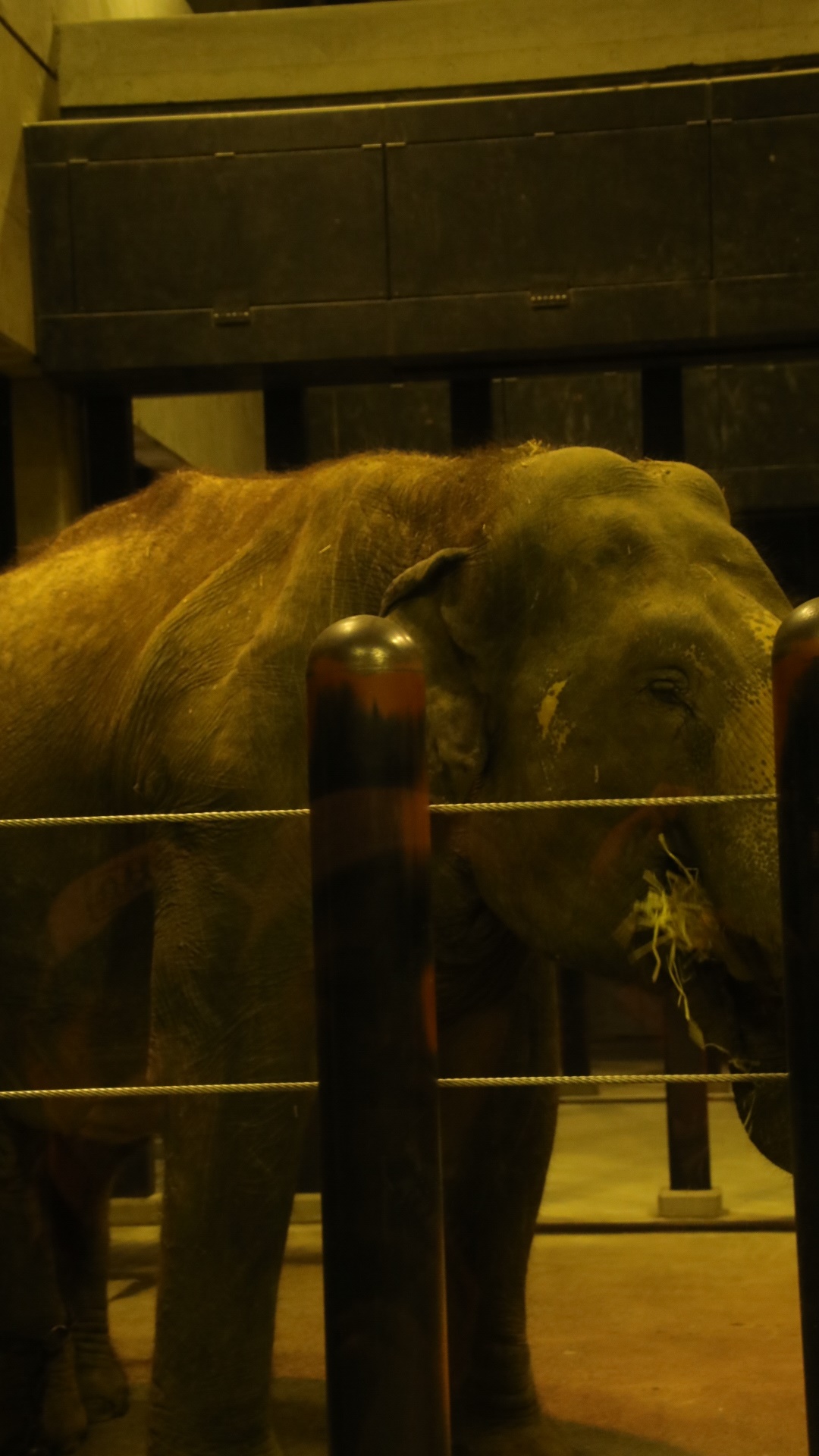 ナイトzoo 天王寺動物園 人生 乗り物 熱血野郎