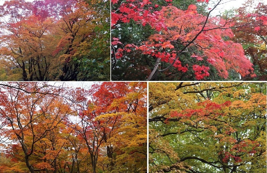 「円山公園の紅葉（黄葉）」　オーソッドクスに行ってきました。_f0362073_19143711.jpg